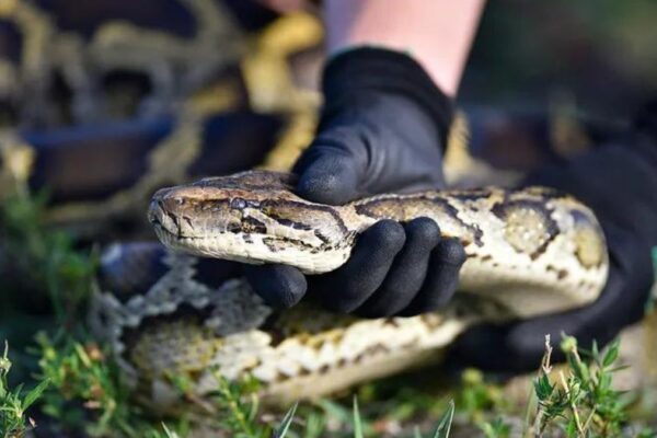 Unraveling newsbreak florida snakes: A Deep Dive into Local Snakes