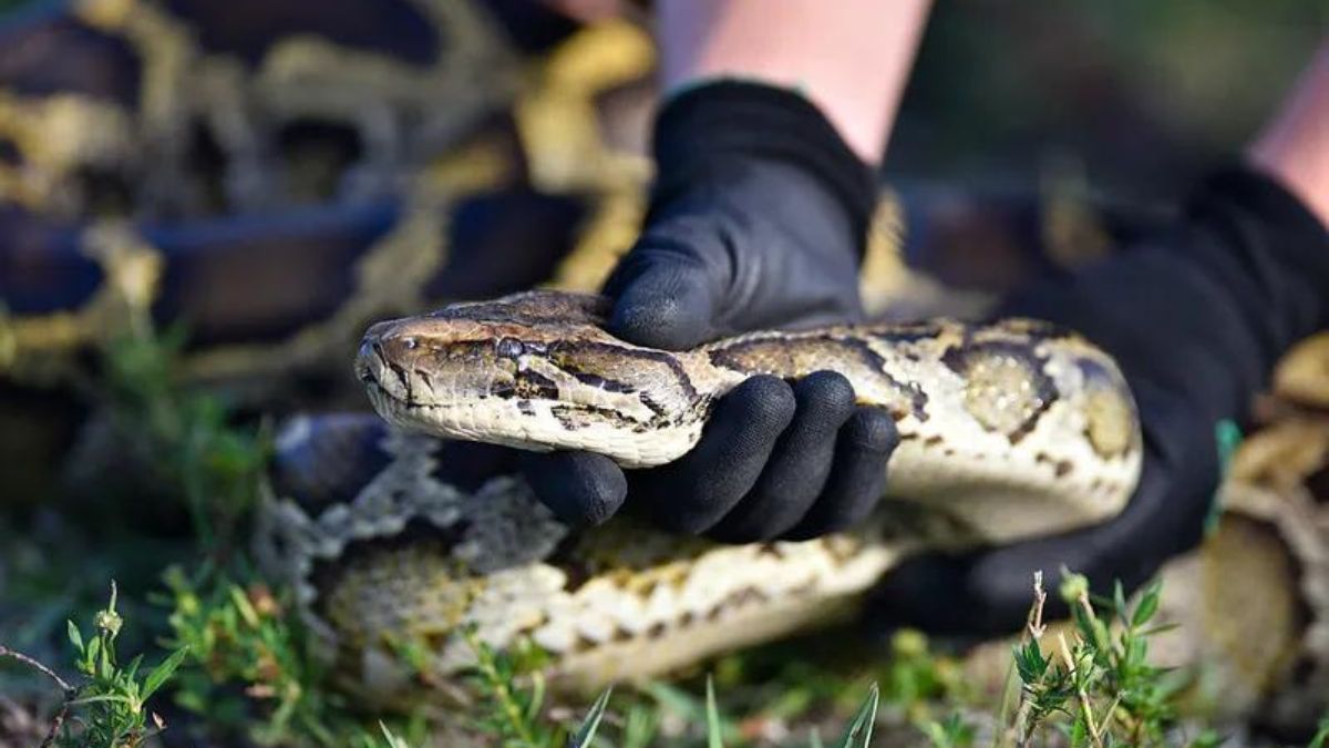 Unraveling newsbreak florida snakes: A Deep Dive into Local Snakes