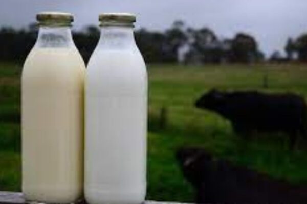 Discover the Benefits of Buffalo Milk: A Deep Dive into wellhealthorganic buffalo milk tag